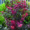 Acer palmatum Skeeters Broom