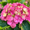 Hydrangea macrophylla