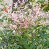 Nandina domestica Twilight