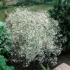 37126 gypsomilka white 3 hluzy