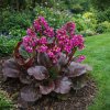 bergenia