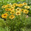 Echinacea Yellows