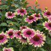 image Photoroom 2025 05 21T115524.183 (1)
