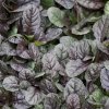 Ajuga reptans Mahogany