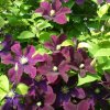 Clematis Warszawska Nike 3
