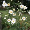 Japanese Anemone Whirlwind (2)