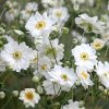 Anemone x Hybrida Whirlwind scaled (1)