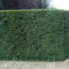english yew bare root hedging p3434 23742 image