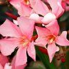 Oleander SOLEIL LEVANT