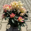 image (17)