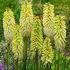 Kniphofia Collection x4 1016396 2 20860 (1) (1)