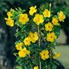 Mandevilla yellow 2