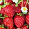 Drobné ovocie - Jahody Ostara viackrát rodiace