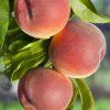 Broskyna Roter Weinbergpfirsich