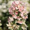 Hydrangea paniculataConfetti