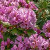 Rododendron Dufthecke Rosa