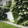 Climbing Hydrangea 57f289903df78c690ffb5090