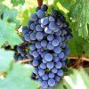 Blue Grapes 1