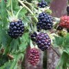 Drobné ovocie - Černica Oregon Thornless