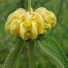 Phlomis russeliana 2