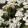 683 arabis caucasica little treasure white