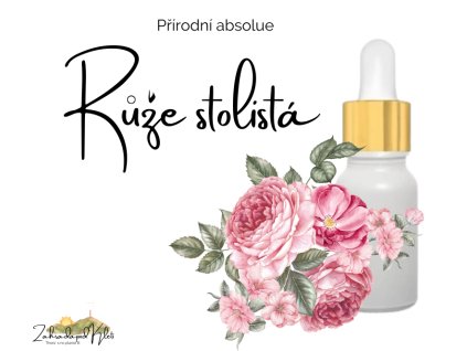 Absolue - Stolistá růže