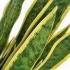 Umělá rostlina sansevieria s květináčem 90 cm zelená 244427