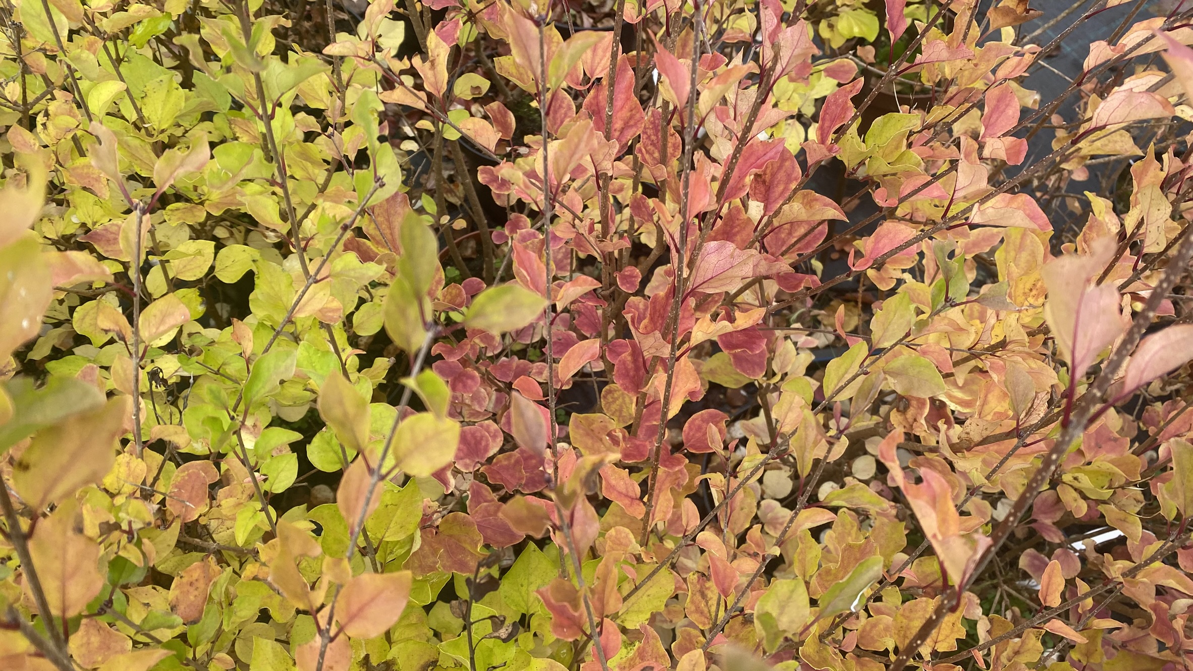 syringa--red-pixie-serik