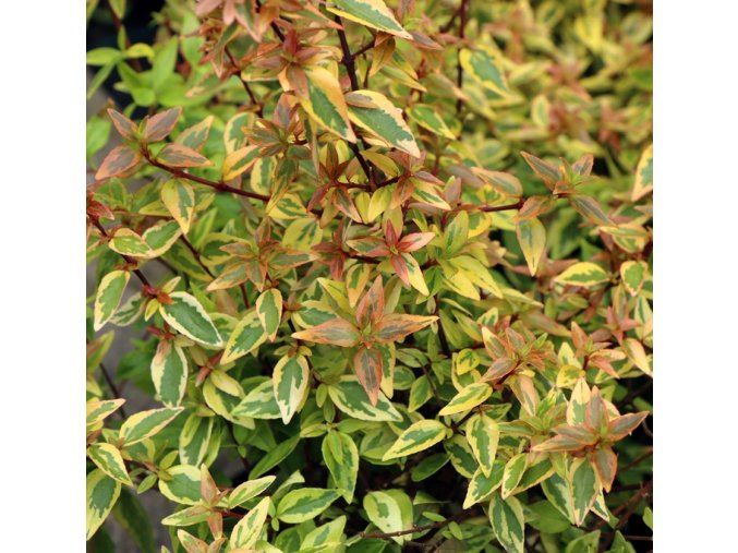 Abelia grandiflora 'Kaleidoscope' - abélie velkokvětá