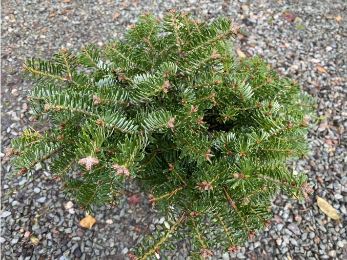 Abies Green Table