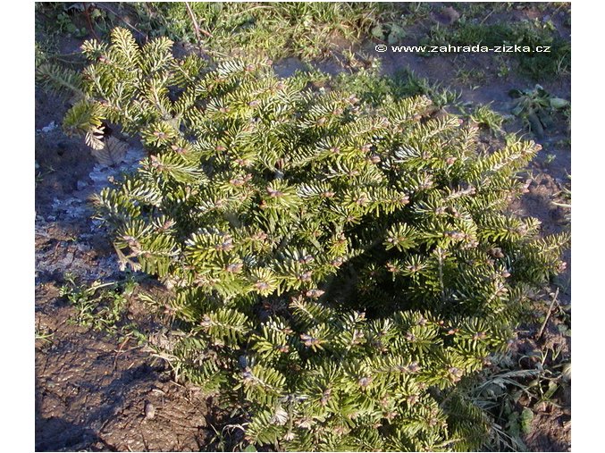 Abies alba 'Mariánské Lázně' WB - jedle bělokorá