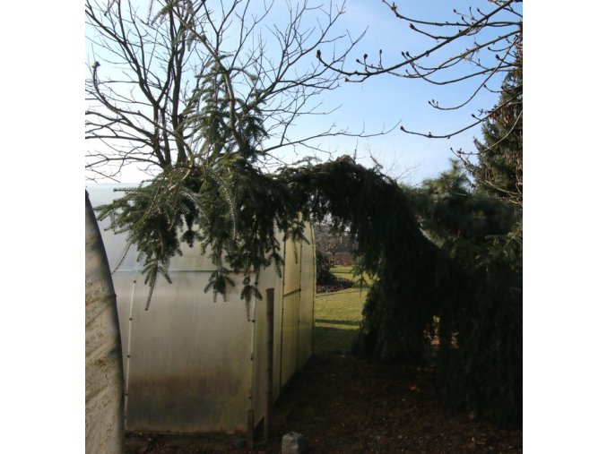 Abies alba 'Pendula' - jedle bělokorá