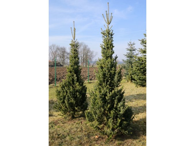 Abies alba 'Pyramidalis' - jedle bělokorá