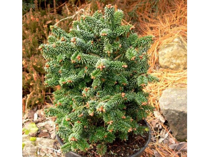 Abies balsamea 'Piccolo' - jedle balsámová