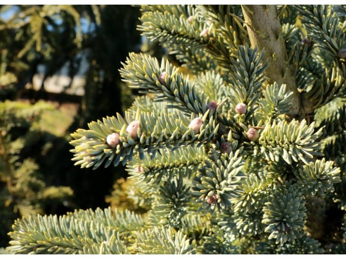 Abies balsamea 'Tylers Blue' - jedle balsámova
