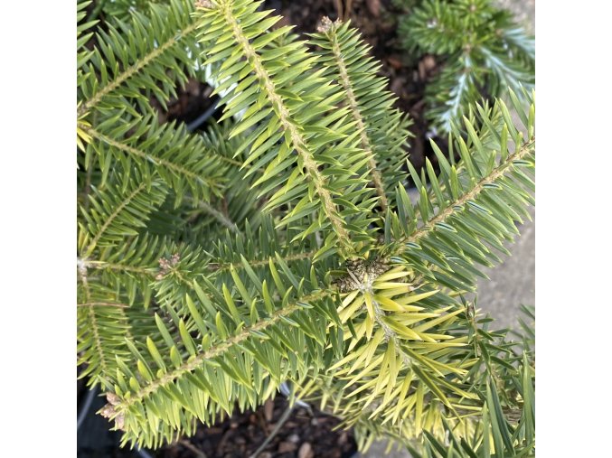 Abies cephalonica 'Barabits Gold' - jedle řecká