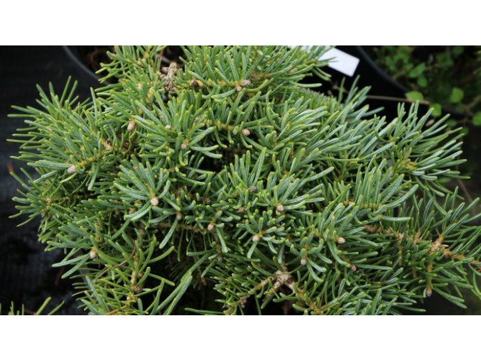 Abies concolor 'Bryce Canyon' - jedle ojíněná