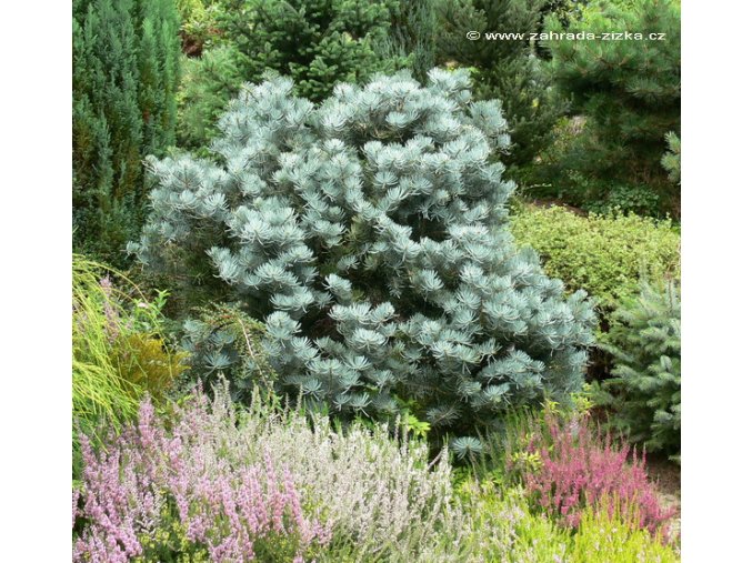 Abies concolor 'Compacta' - jedle ojíněná