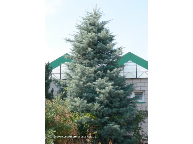 Abies concolor 'Violacea' - jedle ojíněná