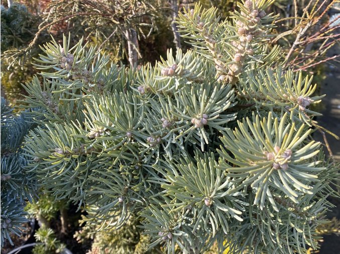 Abies concolor 'Klešice' - jedle ojíněná