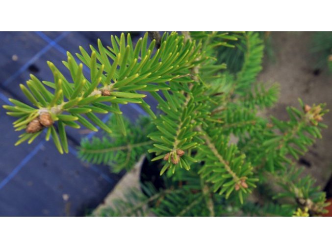 Abies firma - jedle japonská