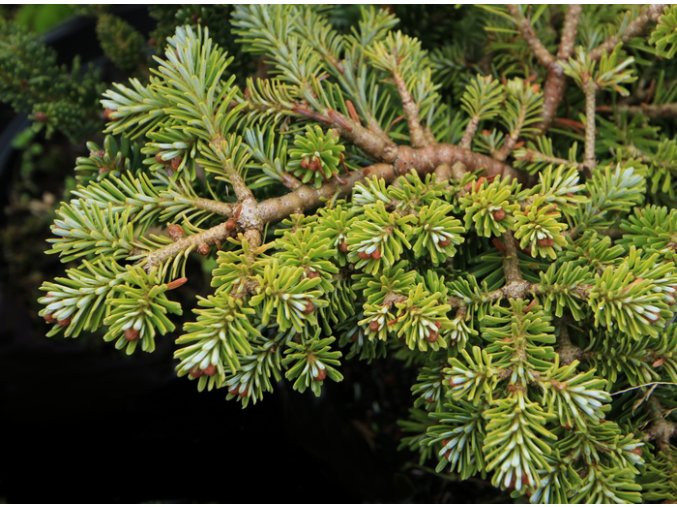 Abies fraserii 'Piglet's' - jedle Fraserova