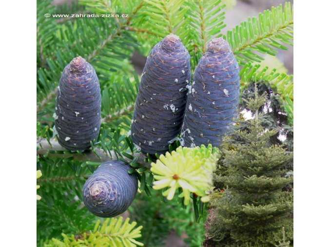 Abies koreana - jedle korejská