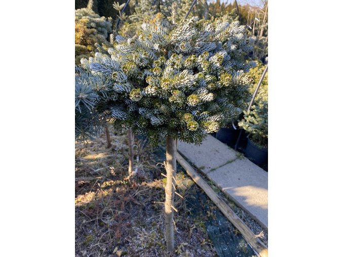 Abies koreana 'Bonansa' kmínek - jedle korejská