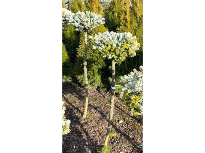Abies koreana 'Bonansa' kmínek bal - jedle korejská