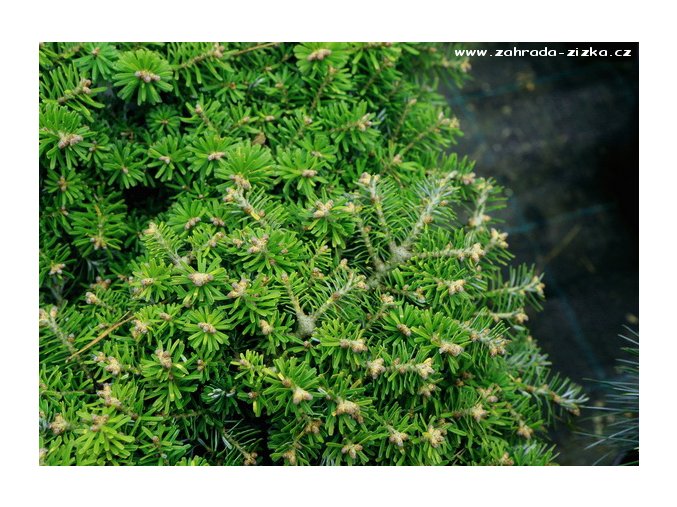 Abies koreana 'Doni Taiuso' - jedle korejská
