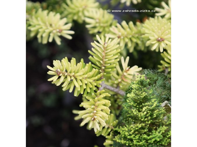 Abies koreana 'Lutea' - jedle korejská