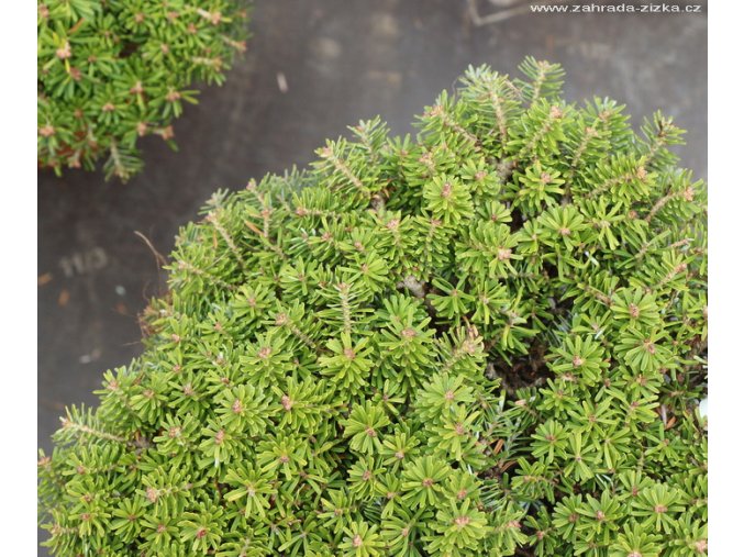 Abies koreana 'Nadelkissen' - jedle korejská