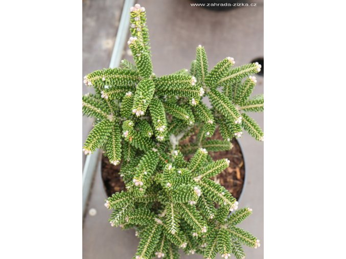 Abies koreana 'Oberon' - jedle korejská