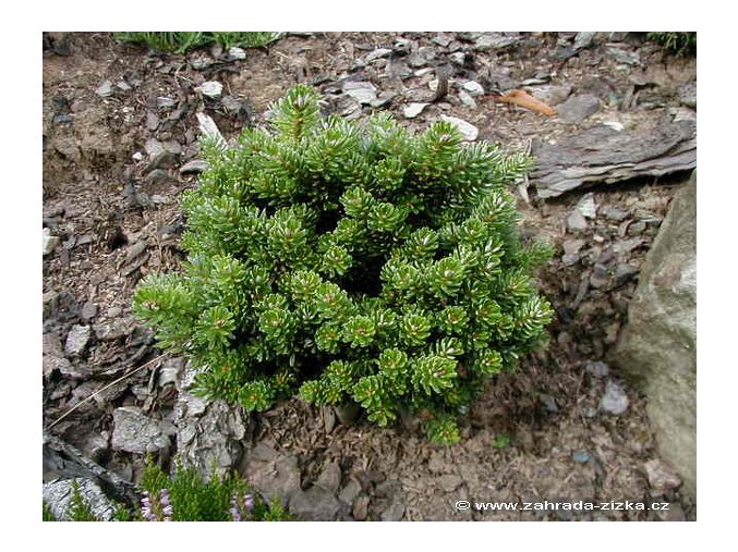 Abies koreana 'Silber Pearl' - jedle korejská